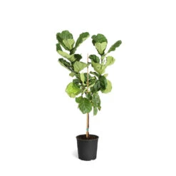 Fiddle-Leaf Fig Tree -GreenNest Shop FIG FDL 34 3 standard pot