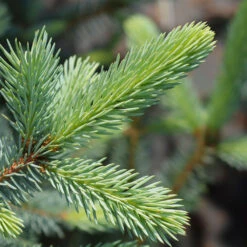 Fat Albert Colorado Blue Spruce -GreenNest Shop Fat albert Blue Spruce 2