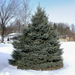 Fat Albert Colorado Blue Spruce -GreenNest Shop Fat albert Blue Spruce 3 BB