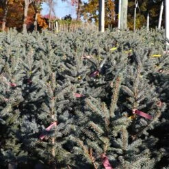 Fat Albert Colorado Blue Spruce -GreenNest Shop Fat albert Blue Spruce 6 BB