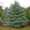 Fat Albert Colorado Blue Spruce -GreenNest Shop Fat albert Blue Spruce BB 600x600 c7f9e64b 067e 44f2 bdff ffaae5941c1a