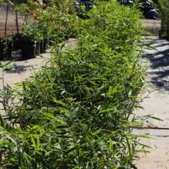 Fernleaf Bamboo -GreenNest Shop Fernleaf Multiplex Bamboo 5 BB