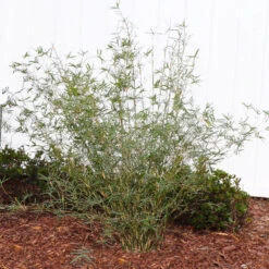 Fernleaf Bamboo -GreenNest Shop FernleafMultiplexBamboo 1