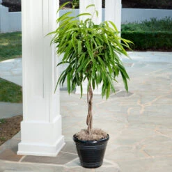 Ficus Alii Braid Plant -GreenNest Shop Ficus Alli 2