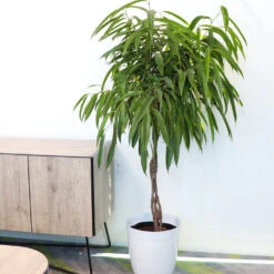 Ficus Alii Braid Plant -GreenNest Shop Ficus Alli BB 4