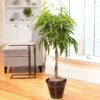 Ficus Alii Braid Plant -GreenNest Shop Ficus Alli BB 600x600 4e401888 5da4 46fd 905c 3c52b281ae6e