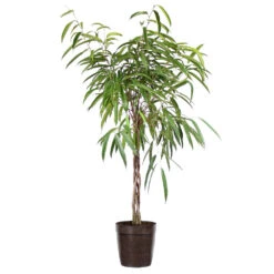 Ficus Alii Braid Plant -GreenNest Shop Ficus Alli Delilah Brown Pot