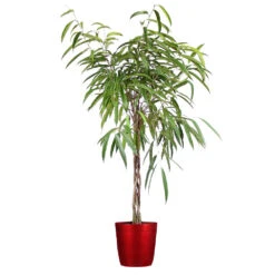 Ficus Alii Braid Plant -GreenNest Shop Ficus Alli Delilah Red Pot