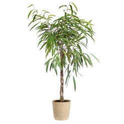 Ficus Alii Braid Plant -GreenNest Shop Ficus Alli Delilah Tan Pot