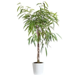 Ficus Alii Braid Plant -GreenNest Shop Ficus Alli Delilah White Pot