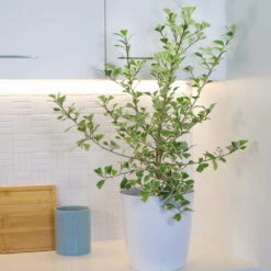 Ficus Triangularis -GreenNest Shop Ficus Triangularis 6 BB