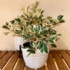 Ficus Triangularis 1 Ficus Triangularis -GreenNest Shop Ficus Triangularis BB 600x600 18ae56ea fc25 4054 9a05 06eb3dd46f51