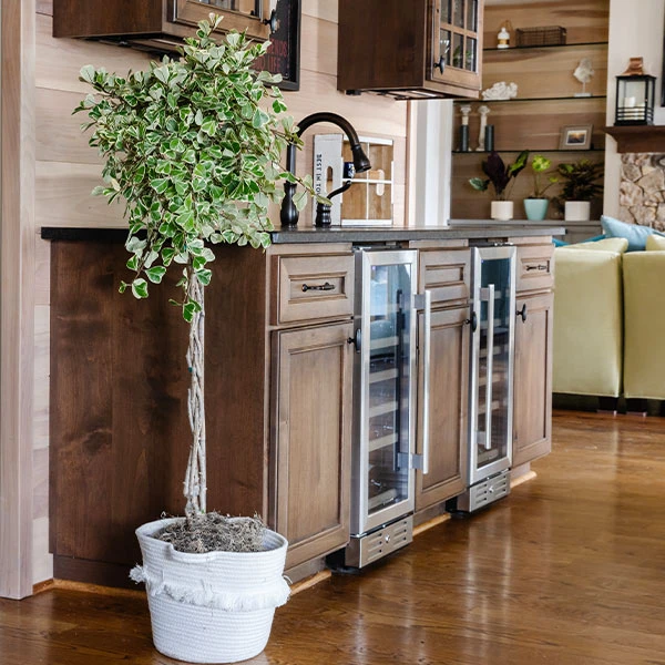 Variegated Ficus Triangularis Tree 3 Variegated Ficus Triangularis Tree