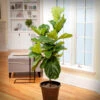 Fiddle-Leaf Fig Tree -GreenNest Shop Fiddle Leaf Fig 1 BB 600x600 00d0bb31 8367 44d0 90b6 89043c6426af