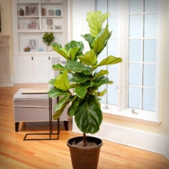 Monstera Deliciosa And Fiddle Leaf Fig Combo -GreenNest Shop Fiddle Leaf Fig 1 BB 6c95f4cb 1ed8 4ec3 b09a 3c2833764f22