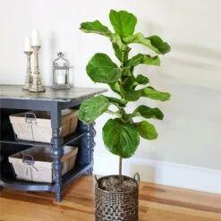 Fiddle-Leaf Fig Tree -GreenNest Shop Fiddle Leaf Fig 2 BB