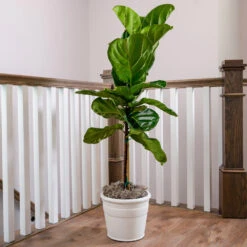 Fiddle-Leaf Fig Tree -GreenNest Shop Fiddle Leaf Fig 3 BB