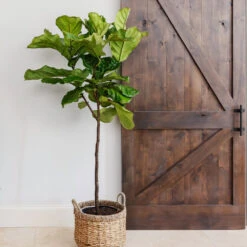 Fiddle-Leaf Fig Tree -GreenNest Shop Fiddle Leaf Fig 6 BB
