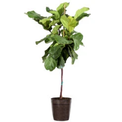 Fiddle-Leaf Fig Tree -GreenNest Shop Fiddle Leaf Fig Delilah Brown pot 3G2 3
