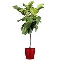 Fiddle-Leaf Fig Tree -GreenNest Shop Fiddle Leaf Fig Delilah Red pot 3G2 3