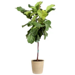 Fiddle-Leaf Fig Tree -GreenNest Shop Fiddle Leaf Fig Delilah Tan pot 3G2 3