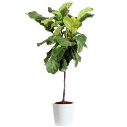 Fiddle-Leaf Fig Tree -GreenNest Shop Fiddle Leaf Fig Delilah White pot 3G2 3