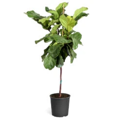 Fiddle-Leaf Fig Tree -GreenNest Shop Fiddle Leaf Fig standard pot 3G2 3