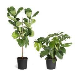Monstera (Swiss Cheese Plant) -GreenNest Shop Fiddle Swiss Combo 3GMon 3 4 Fig 088f9a96 0fde 4e1a be73 50d5fc140c9e