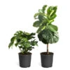 Monstera Deliciosa And Fiddle Leaf Fig Combo -GreenNest Shop Fiddle Swiss Combo 600x600 ce871f31 7617 4dfc b165 bb8888f174af