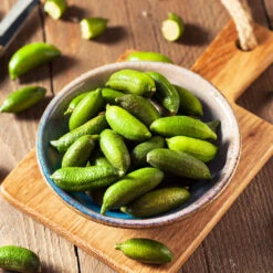 Australian Finger Lime Tree -GreenNest Shop Finger Lime Tree 4