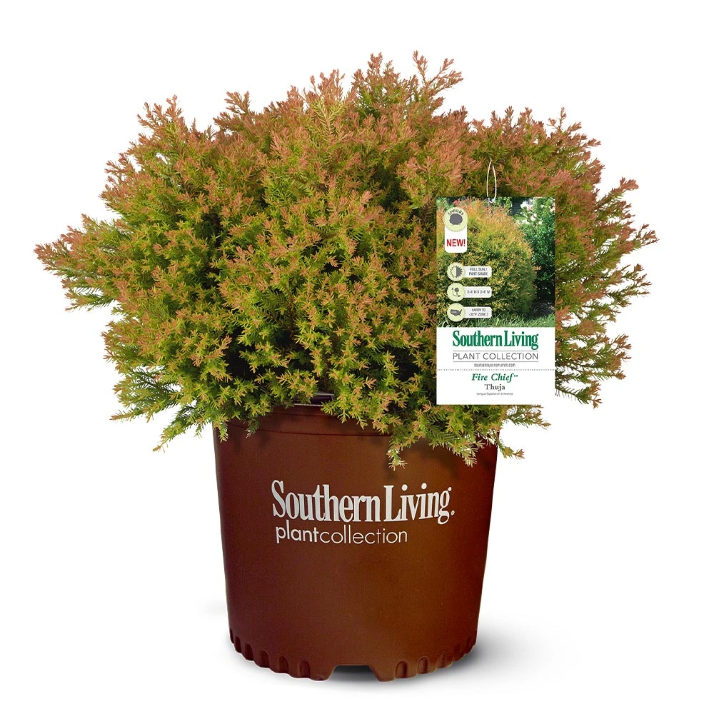 Fire Chief™ Thuja Shrub 6 Fire Chief™ Thuja Shrub - Image 4