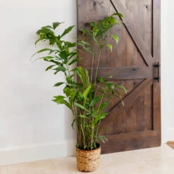 Fishtail Palm 11 Fishtail Palm -GreenNest Shop Fishtail Palm 11 BB