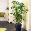 Fishtail Palm -GreenNest Shop Fishtail Palm BB 600x600 925ab6b8 1eb7 49f5 a7e2 9da4caf9a4e2