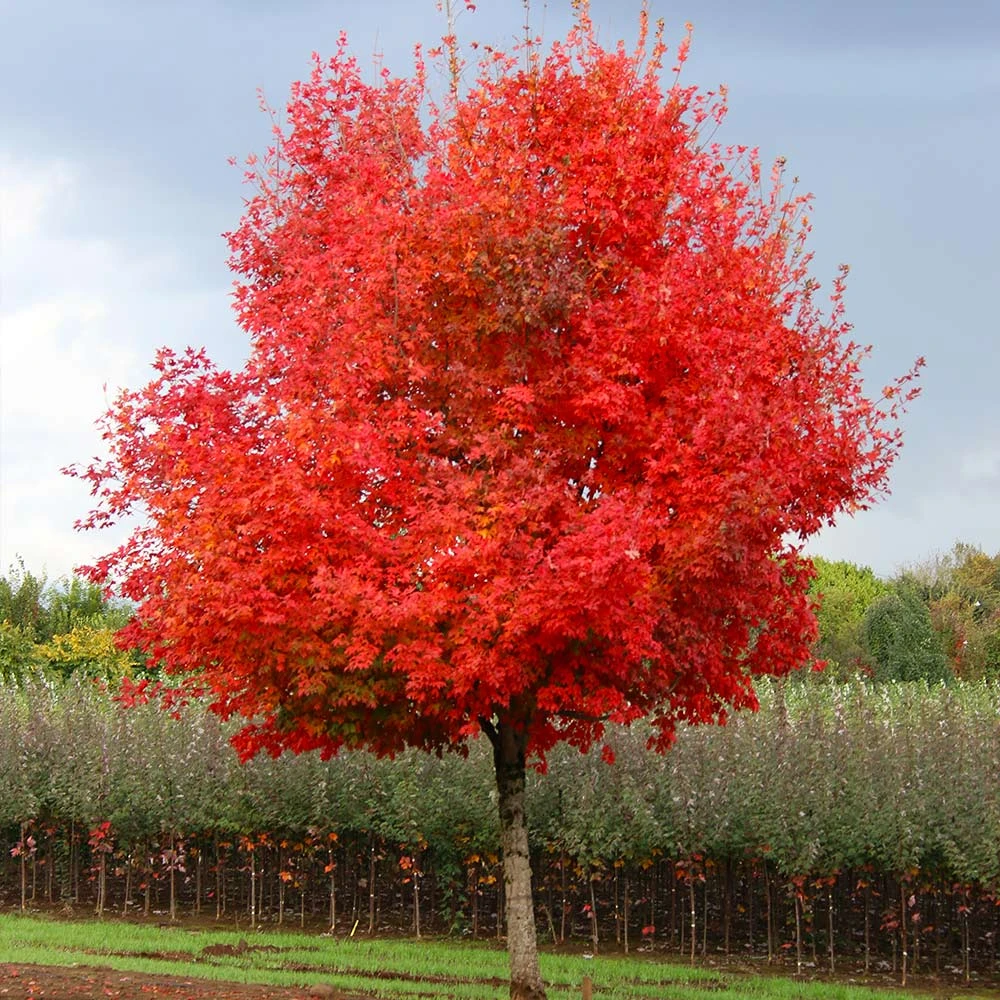 Flashfire® Maple Tree 4 Flashfire® Maple Tree - Image 2