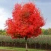 Flashfire® Maple Tree 1 Flashfire® Maple Tree -GreenNest Shop Flashfire Maple BB 600x600 7104a895 3deb 4178 b18a 92dad137ab75