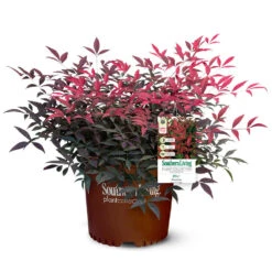 Flirt™ Nandina Bush 12 Flirt™ Nandina Bush -GreenNest Shop Flirt Nandina 5
