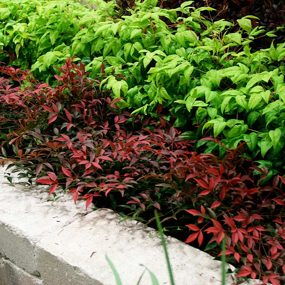 Flirt™ Nandina Bush 5 Flirt™ Nandina Bush - Image 3