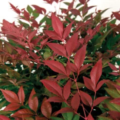 Flirt™ Nandina Bush 11 Flirt™ Nandina Bush -GreenNest Shop Flirt Nandina BB 3