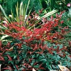 Flirtâ„¢ Nandina Bush
