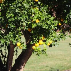 Hardy Orange Tree 'Flying Dragon' 16 Hardy Orange Tree 'Flying Dragon' -GreenNest Shop Flying Dragon Trifoliate orange 12 BB