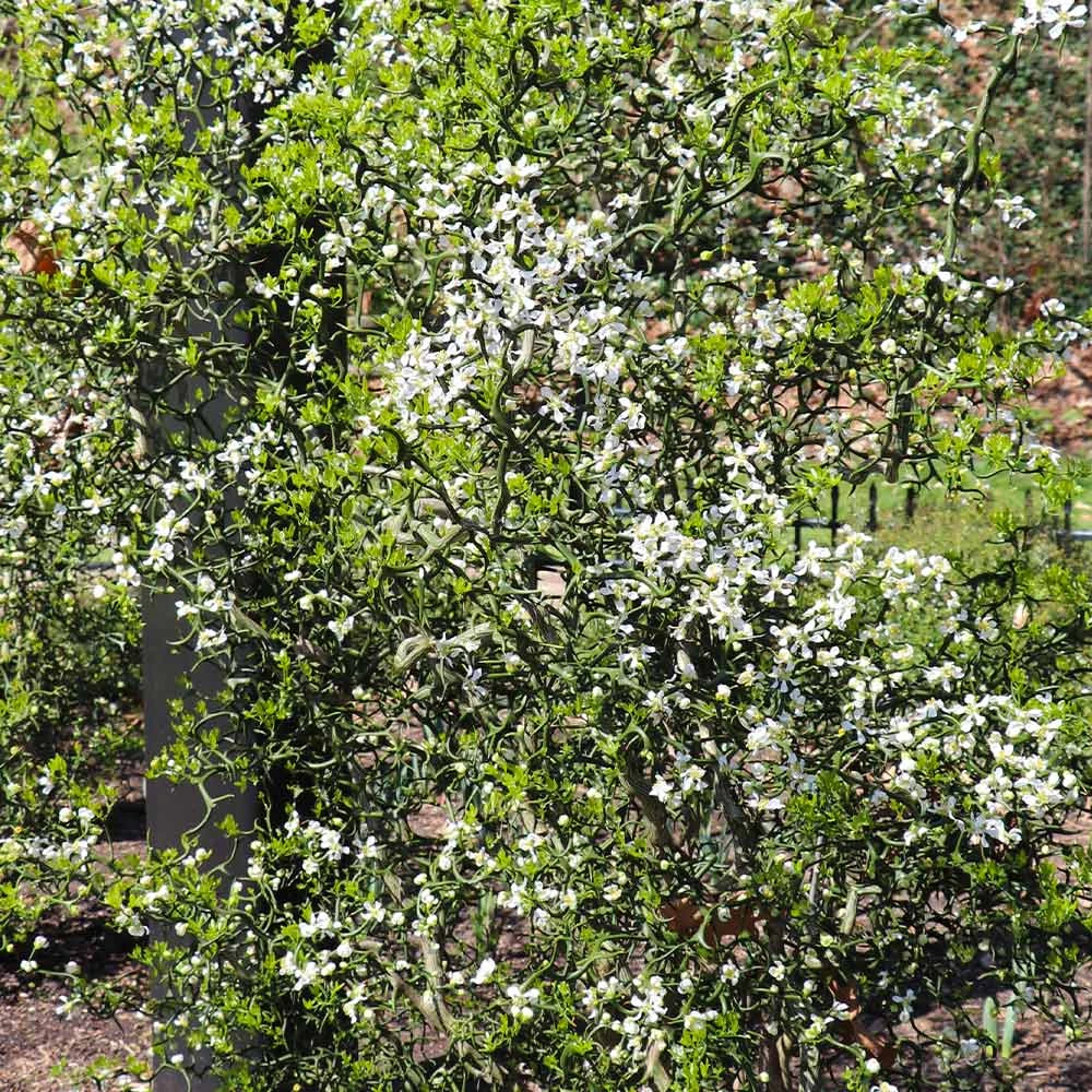 Hardy Orange Tree 'Flying Dragon' 7 Hardy Orange Tree 'Flying Dragon' - Image 5