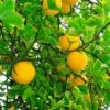 Hardy Orange Tree 'Flying Dragon' 2 Hardy Orange Tree 'Flying Dragon' -GreenNest Shop Flying Dragon Trifoliate orange BB 600x600 485ec5d9 e8cc 4da4 8df0 ddbb64b47e6a