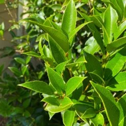 Fragrant Tea Olive Shrub -GreenNest Shop Fragrant Tea Olive 5