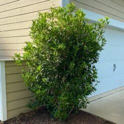 Fragrant Tea Olive Shrub -GreenNest Shop Fragrant Tea Olive 6