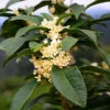 Fragrant Tea Olive Shrub -GreenNest Shop Fragrant Tea Olive 600x600 5e1d27bc 39af 4d2f 936d c6cda4e66e3c