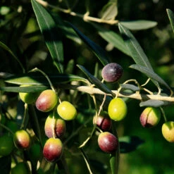 Italian Olive Tree -GreenNest Shop Frantoio Olive 2 BB