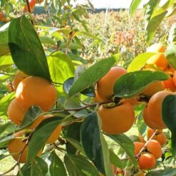 Fuyu Persimmon Tree -GreenNest Shop Fuyu Persimmon 4
