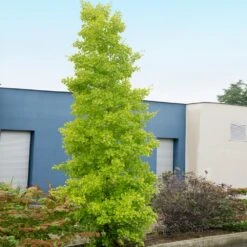 Goldspire Ginkgo Tree -GreenNest Shop GOldspire Ginkgo Tree 4 BB