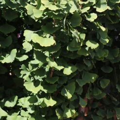 Goldspire Ginkgo Tree -GreenNest Shop GOldspire Ginkgo Tree 8