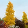 Goldspire Ginkgo Tree -GreenNest Shop GOldspire Ginkgo Tree BB 600x600 87b7e592 53e5 4ffa 9c1d 4998d41ec5a7